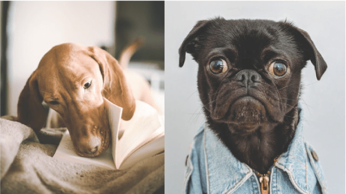 images in powerpoint