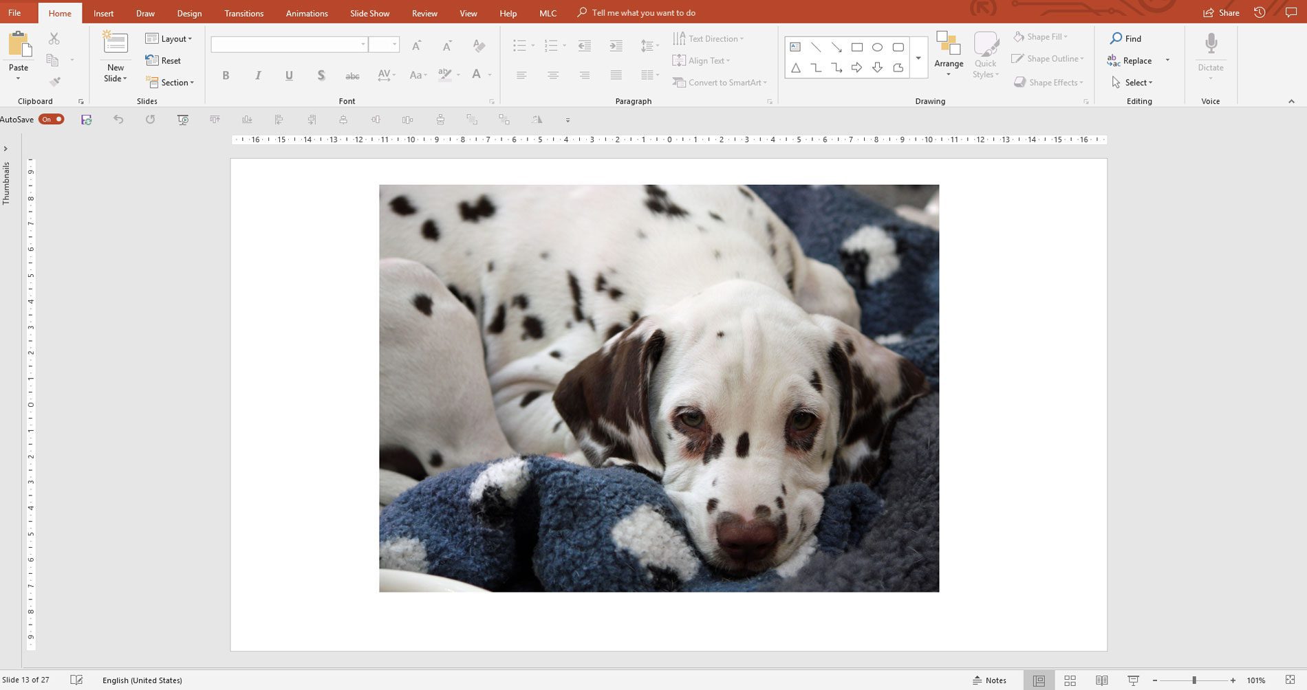 Original dog photograph placed on a PowerPoint slide before resizing