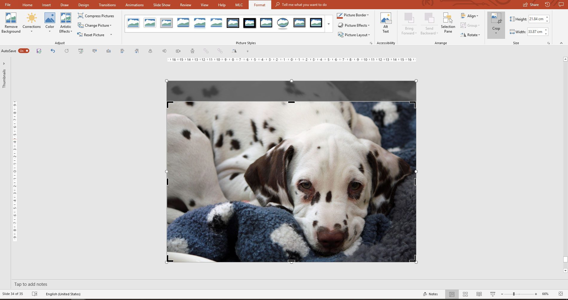 Dog photograph with PowerPoint crop handles active